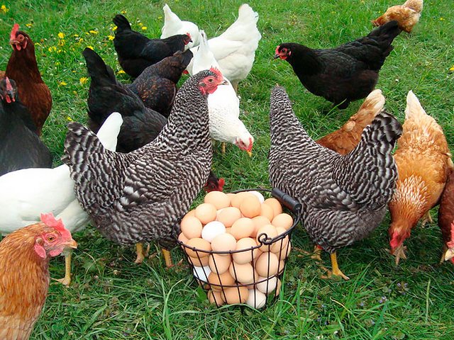 Содержание кур и уход за ними | ЗооТом - продажа, вязка и услуги для животных в Красногорске