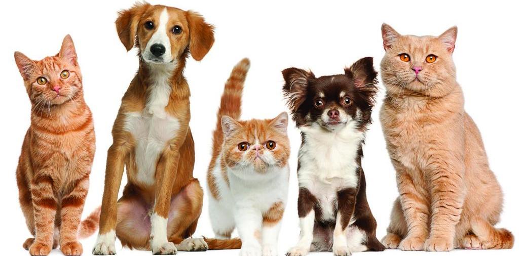 Доска объявлений о животных | ЗооТом - продажа, вязка и услуги для животных в Красногорске