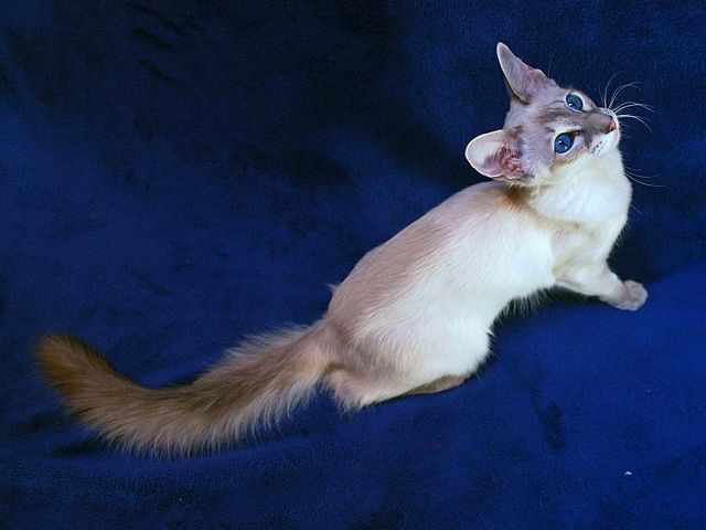 Выведенные породы кошек в Красногорске | ЗооТом портал о животных