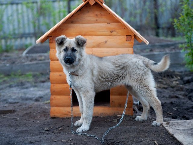 Все о собаках в Красногорске Все о собаках в Красногорске